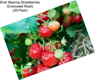 Ever Bearing Strawberries Eversweet Roots (20-Pack)