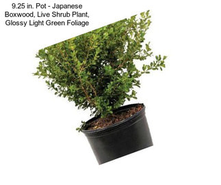 9.25 in. Pot - Japanese Boxwood, Live Shrub Plant, Glossy Light Green Foliage