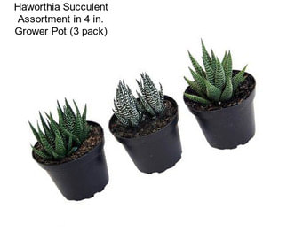 Haworthia Succulent Assortment in 4 in. Grower Pot (3 pack)