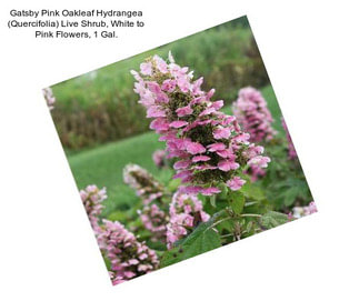 Gatsby Pink Oakleaf Hydrangea (Quercifolia) Live Shrub, White to Pink Flowers, 1 Gal.