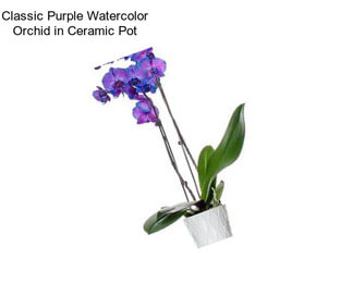 Classic Purple Watercolor Orchid in Ceramic Pot