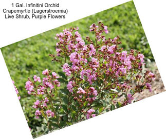 1 Gal. Infinitini Orchid Crapemyrtle (Lagerstroemia) Live Shrub, Purple Flowers