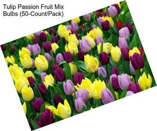 Tulip Passion Fruit Mix Bulbs (50-Count/Pack)