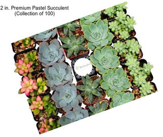 2 in. Premium Pastel Succulent (Collection of 100)