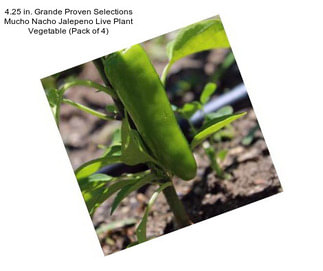 4.25 in. Grande Proven Selections Mucho Nacho Jalepeno Live Plant Vegetable (Pack of 4)
