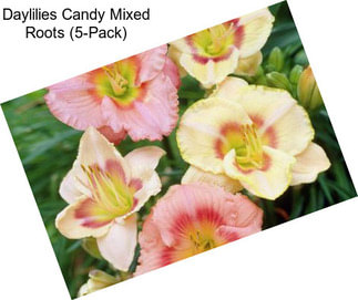 Daylilies Candy Mixed Roots (5-Pack)