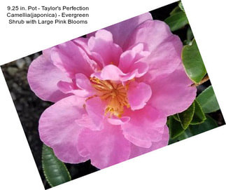 9.25 in. Pot - Taylor\'s Perfection Camellia(japonica) - Evergreen Shrub with Large Pink Blooms