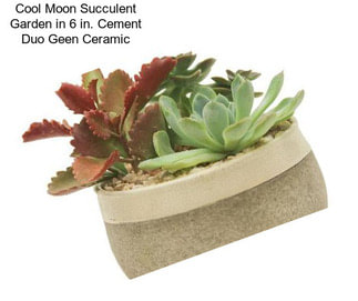 Cool Moon Succulent Garden in 6 in. Cement Duo Geen Ceramic