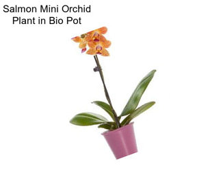 Salmon Mini Orchid Plant in Bio Pot
