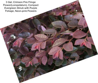 3 Gal. Crimson Fire Fringe Flower(Loropetalum), Compact Evergreen Shrub with Purple Foliage, Neon-pink Flowers