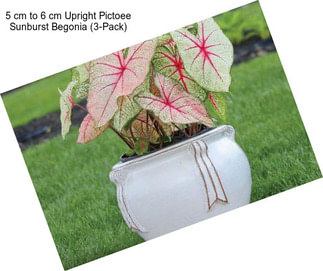 5 cm to 6 cm Upright Pictoee Sunburst Begonia (3-Pack)