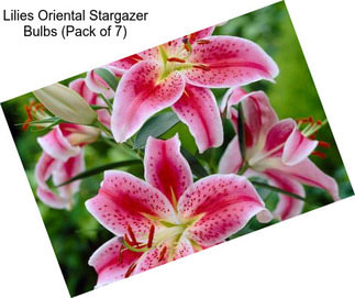 Lilies Oriental Stargazer Bulbs (Pack of 7)