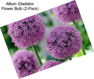 Allium Gladiator Flower Bulb (2-Pack)