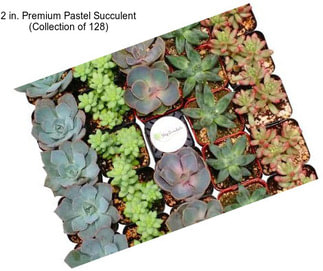 2 in. Premium Pastel Succulent (Collection of 128)