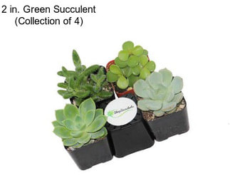 2 in. Green Succulent (Collection of 4)