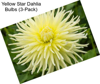 Yellow Star Dahlia Bulbs (3-Pack)