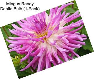 Mingus Randy Dahlia Bulb (1-Pack)