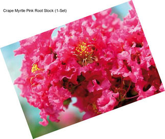 Crape Myrtle Pink Root Stock (1-Set)