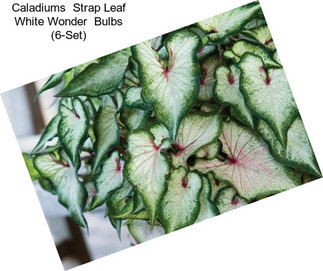 Caladiums  Strap Leaf White Wonder  Bulbs (6-Set)