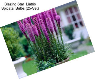 Blazing Star  Liatris Spicata  Bulbs (25-Set)