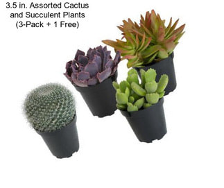 3.5 in. Assorted Cactus and Succulent Plants (3-Pack + 1 Free)
