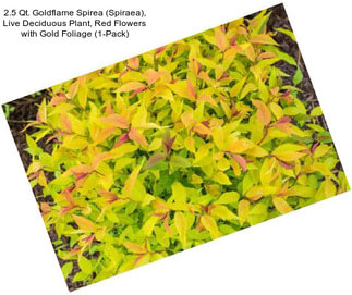 2.5 Qt. Goldflame Spirea (Spiraea), Live Deciduous Plant, Red Flowers with Gold Foliage (1-Pack)