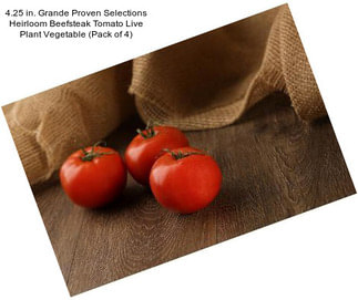 4.25 in. Grande Proven Selections Heirloom Beefsteak Tomato Live Plant Vegetable (Pack of 4)