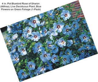4 in. Pot Bluebird Rose of Sharon (Althea), Live Deciduous Plant, Blue Flowers on Green Foliage (1-Pack)