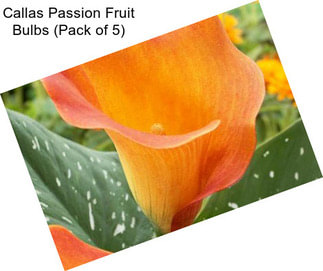 Callas Passion Fruit Bulbs (Pack of 5)