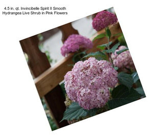 4.5 in. qt. Invincibelle Spirit II Smooth Hydrangea Live Shrub in Pink Flowers