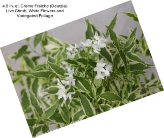 4.5 in. qt. Creme Fraiche (Deutzia) Live Shrub, White Flowers and Variegated Foliage