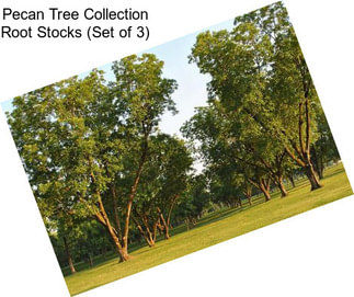 Pecan Tree Collection Root Stocks (Set of 3)
