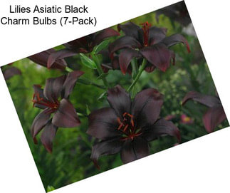 Lilies Asiatic Black Charm Bulbs (7-Pack)