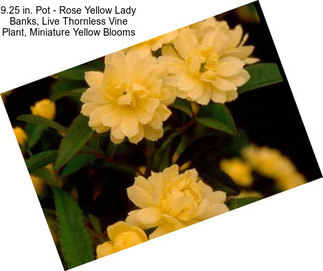 9.25 in. Pot - Rose Yellow Lady Banks, Live Thornless Vine Plant, Miniature Yellow Blooms