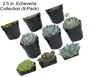 2.5 in. Echeveria Collection (9-Pack)