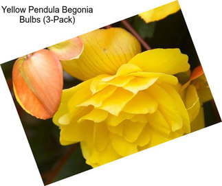 Yellow Pendula Begonia Bulbs (3-Pack)