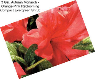 3 Gal. Autumn Monarch - Orange-Pink Reblooming Compact Evergreen Shrub