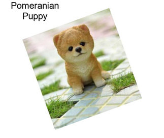 Pomeranian Puppy