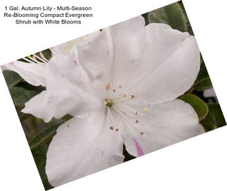 1 Gal. Autumn Lily - Multi-Season Re-Blooming Compact Evergreen Shrub with White Blooms