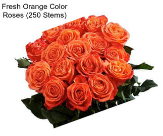 Fresh Orange Color Roses (250 Stems)