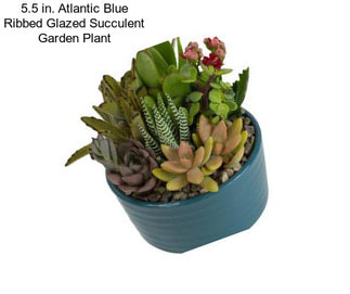 5.5 in. Atlantic Blue Ribbed Glazed Succulent Garden Plant