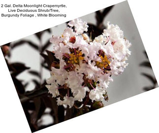 2 Gal. Delta Moonlight Crapemyrtle, Live Deciduous Shrub/Tree, Burgundy Foliage , White Blooming