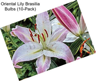 Oriental Lily Brasilia Bulbs (10-Pack)