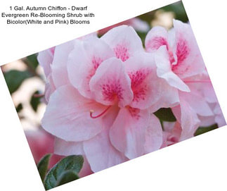 1 Gal. Autumn Chiffon - Dwarf Evergreen Re-Blooming Shrub with Bicolor(White and Pink) Blooms