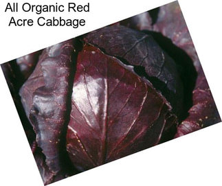 All Organic Red Acre Cabbage