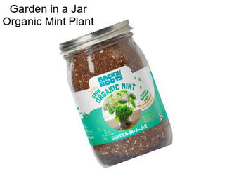 Garden in a Jar Organic Mint Plant