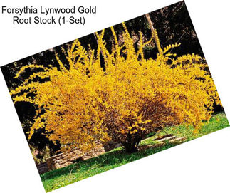 Forsythia Lynwood Gold Root Stock (1-Set)