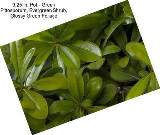 9.25 in. Pot - Green Pittosporum, Evergreen Shrub, Glossy Green Foliage