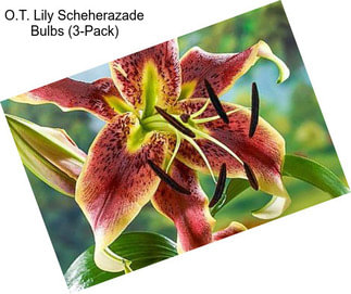 O.T. Lily Scheherazade Bulbs (3-Pack)