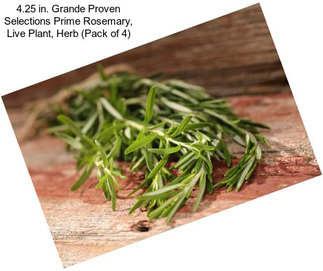 4.25 in. Grande Proven Selections Prime Rosemary, Live Plant, Herb (Pack of 4)